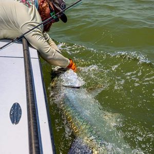 Florida Tarpon Fishing Charter